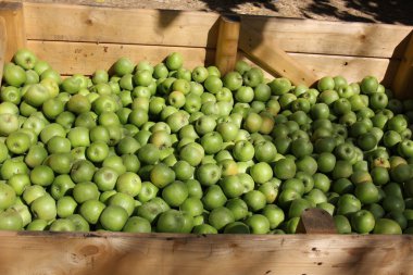 elma bir çekmece içinde yatıyordu