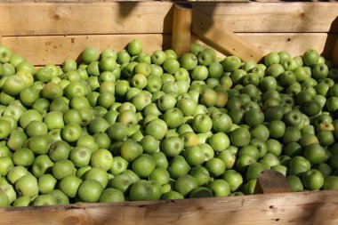 elma bir çekmece içinde yatıyordu