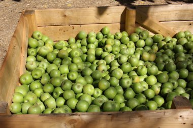 elma bir çekmece içinde yatıyordu