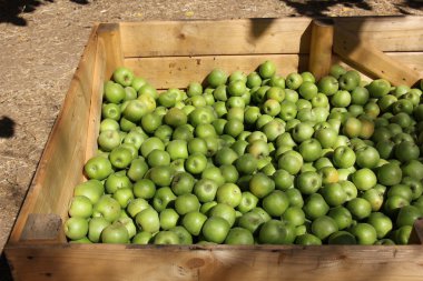 elma bir çekmece içinde yatıyordu