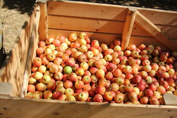 Apples lay in a drawer — Stock Photo, Image