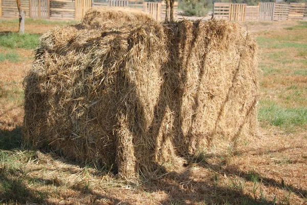 Straw lying on the field — Stock Photo, Image