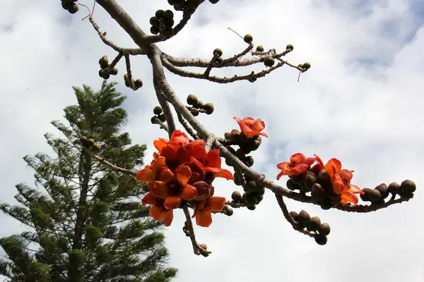 Flores vermelhas em uma árvore — Fotografia de Stock