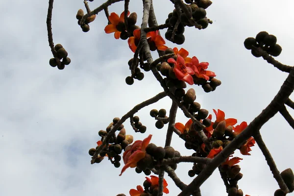 Czerwone kwiaty na drzewie — Zdjęcie stockowe