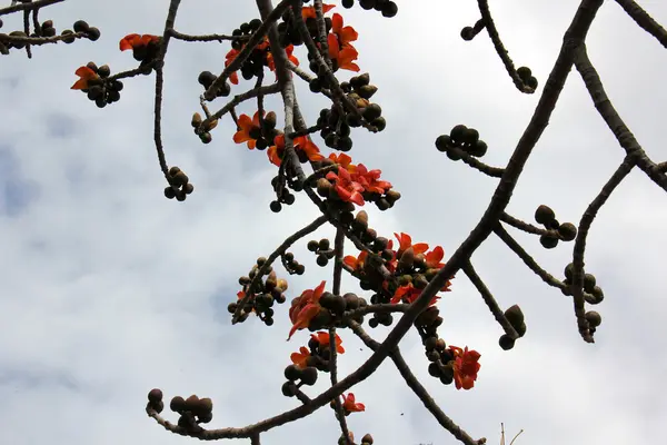 Rode bloemen op een boom — Stockfoto