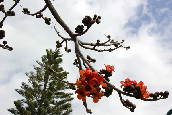 Rode bloemen op een boom — Stockfoto