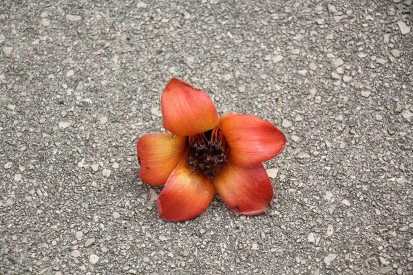 Flores vermelhas em uma árvore — Fotografia de Stock