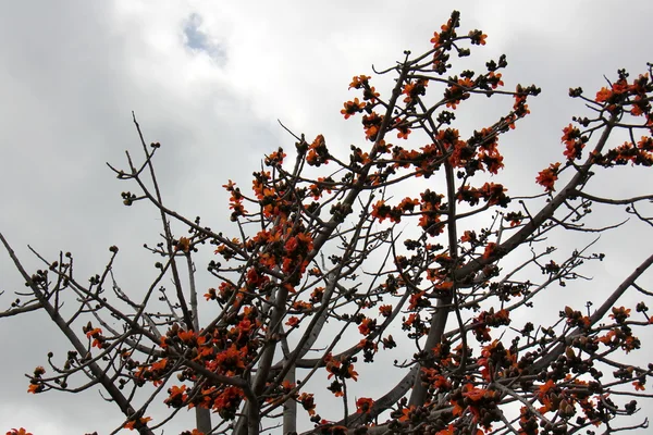 Röda blommor på ett träd — Stockfoto