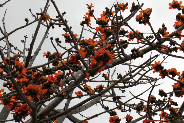 Rode bloemen op een boom — Stockfoto