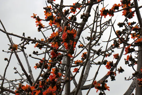 Rode bloemen op een boom — Stockfoto