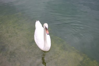 Büyük beyaz bir kuş