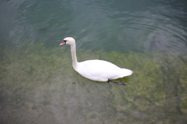 Büyük beyaz bir kuş