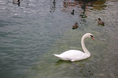 Büyük beyaz bir kuş