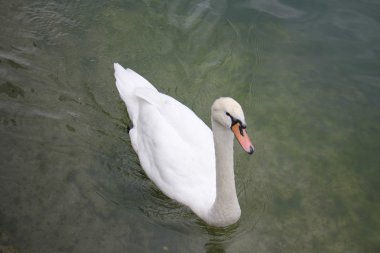 Büyük beyaz bir kuş