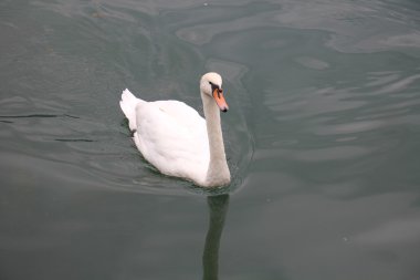 Büyük beyaz bir kuş