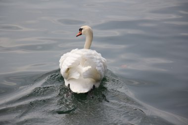Büyük beyaz bir kuş
