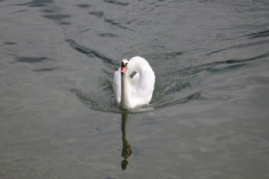 Büyük beyaz bir kuş
