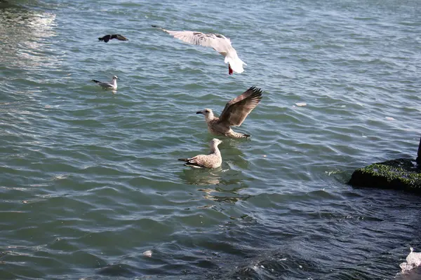 Mouette oiseau de mer — Photo