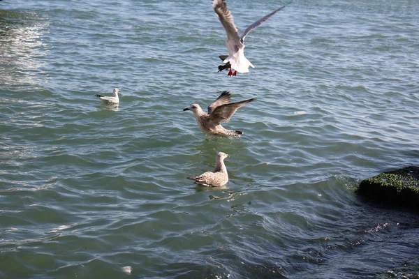 Gaviota aves marinas — Foto de Stock