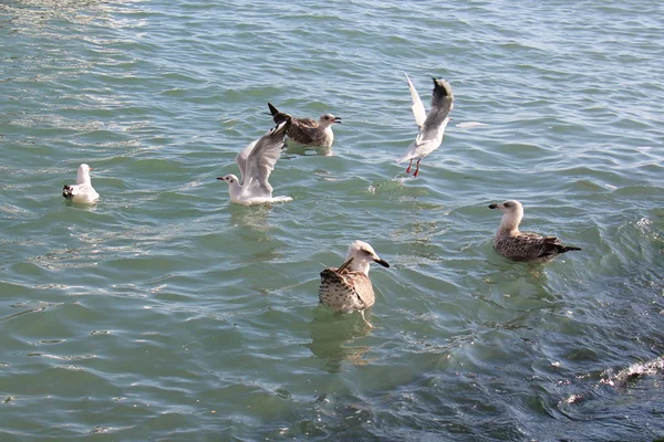 Mouette oiseau de mer — Photo