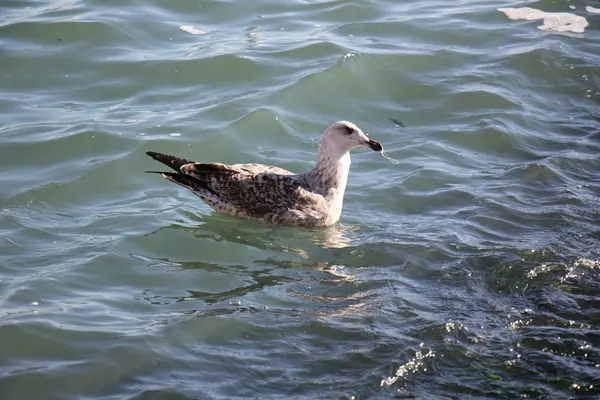 Möwen-Seevögel — Stockfoto