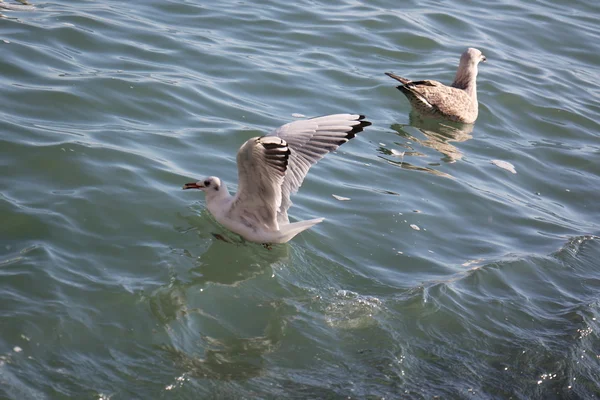 Gaviota aves marinas — Foto de Stock