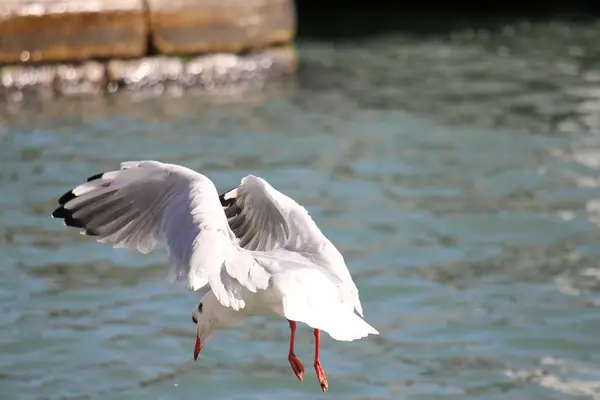 Mouette oiseau de mer — Photo