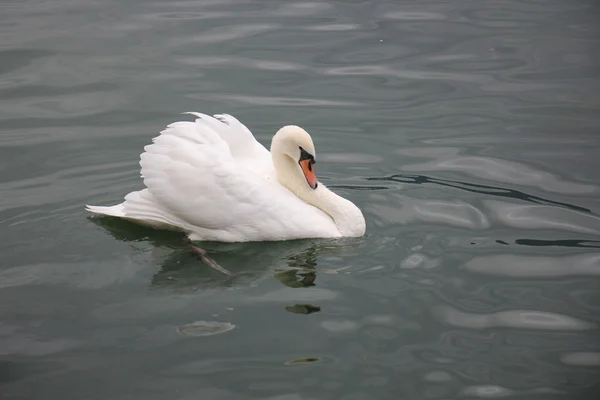 Gran pájaro blanco — Foto de Stock