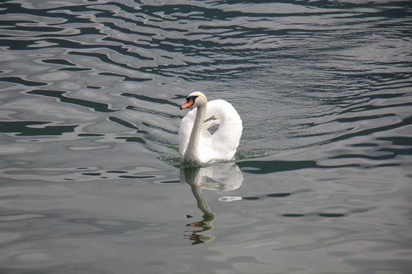 Gran pájaro blanco — Foto de Stock