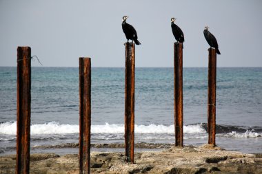 Akdeniz kıyısında