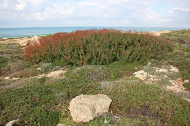 Akdeniz kıyısında