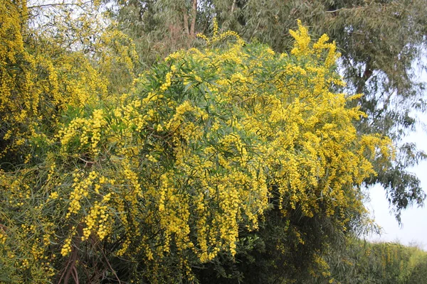 Mimosa flores al lado de la carretera —  Fotos de Stock