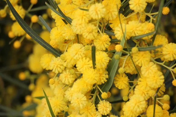 Mimosa flores ao lado da estrada — Fotografia de Stock