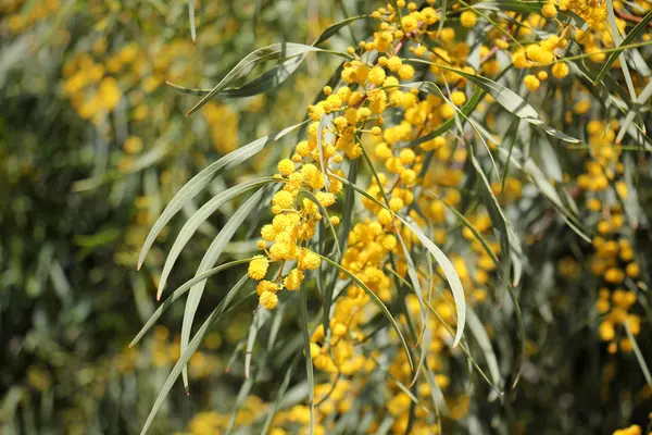 Mimoza çiçek yolun yanında — Stok fotoğraf