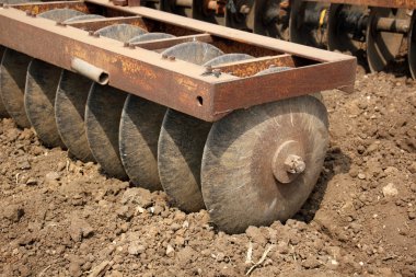 dikim svezhevspahannaya arazi