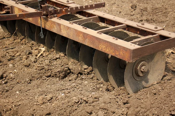 dikim svezhevspahannaya arazi