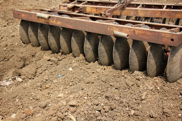 dikim svezhevspahannaya arazi