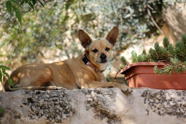 Yürüyüşe çıkmış köpek.