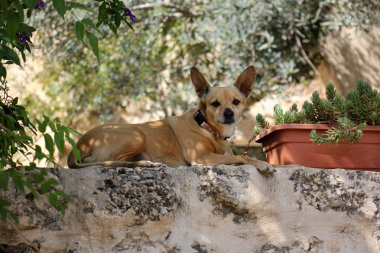 Yürüyüşe çıkmış köpek.