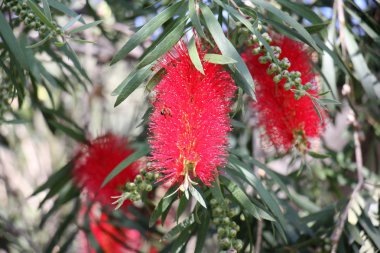 Doğa ve çiçekler yakın çekim