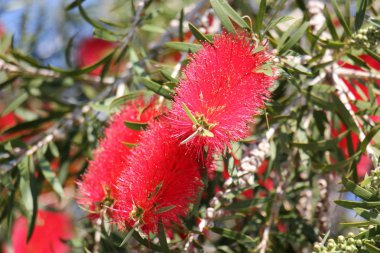 Doğa ve çiçekler yakın çekim