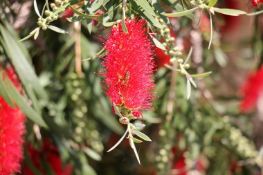 Doğa ve çiçekler yakın çekim