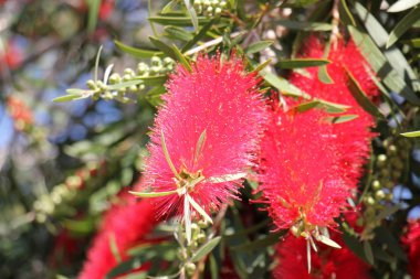 Doğa ve çiçekler yakın çekim