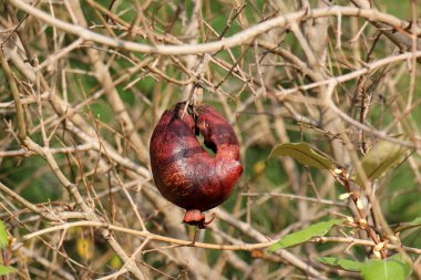 Doğa ve çiçekler yakın çekim