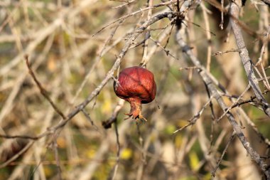 Doğa ve çiçekler yakın çekim