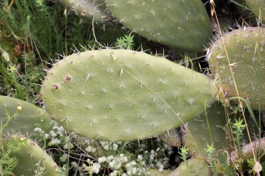 Doğa ve çiçekler yakın çekim