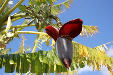 Doğa ve çiçekler yakın çekim