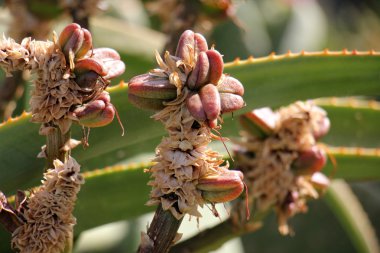 Doğa ve çiçekler yakın çekim