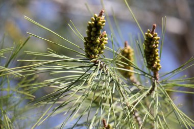 Doğa ve çiçekler yakın çekim