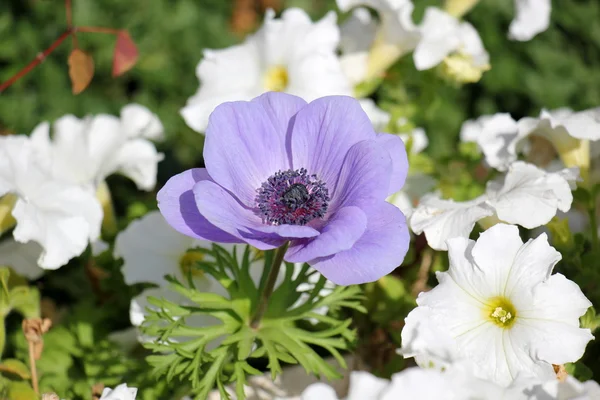 Natuur en bloemen close-up — Stockfoto